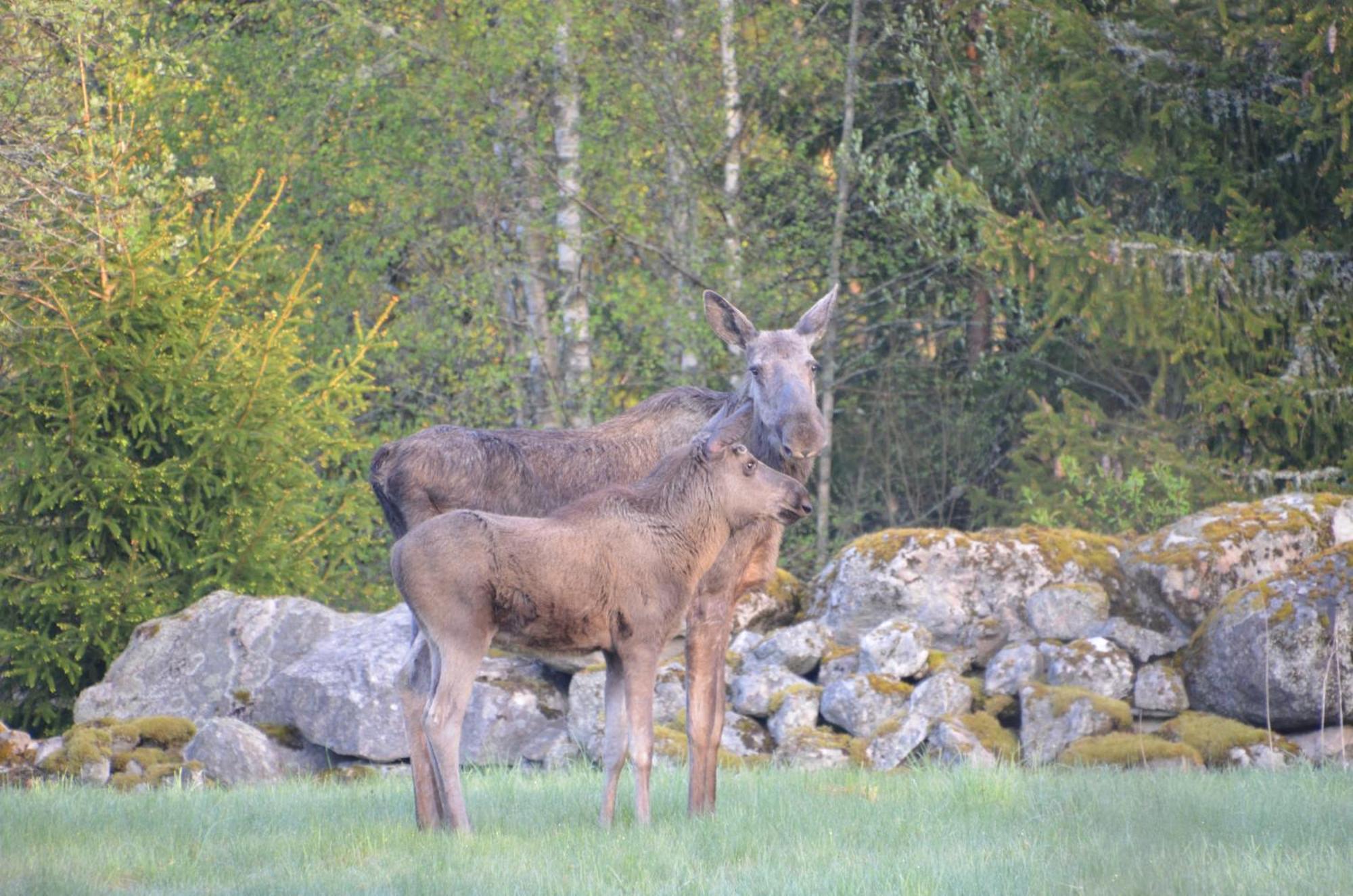 Soedra Ljunga Vandrarhem Ljungby  Dış mekan fotoğraf